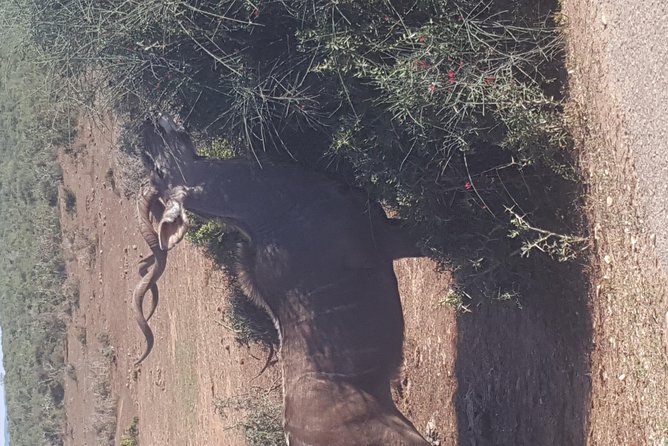 Full Day Big 5 Addo Elephant Park and Schotia Combo Package - Traveler Photos