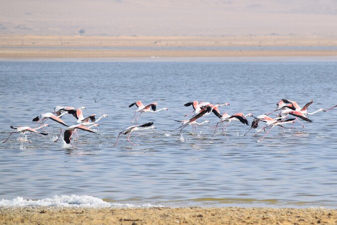 Full-Day Bird Watching Private Experience at Fayoum - Good To Know