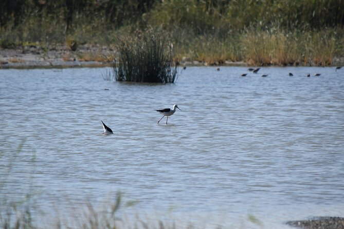 Full-Day Bird Watching Private Experience at Fayoum - Inclusions