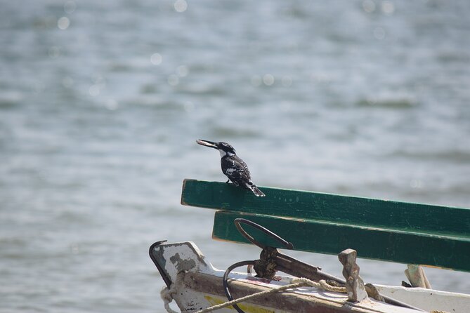 Full-Day Bird Watching Private Experience at Fayoum - Additional Information