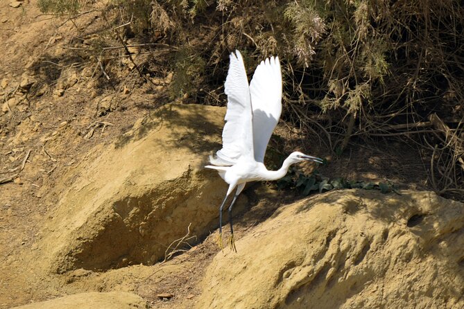 Full-Day Bird Watching Private Experience at Fayoum - Pricing and Booking