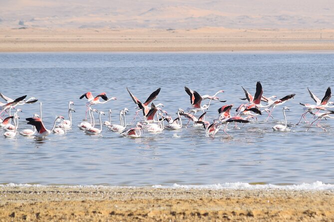Full-Day Bird Watching Private Experience at Fayoum - Reviews