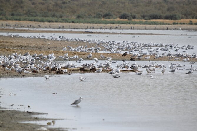 Full-Day Bird Watching Private Experience at Fayoum - Feedback