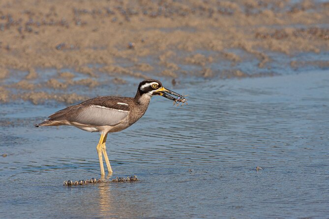 Full Day Birdlife Tour in Bribie Island - Pickup and Meeting Details