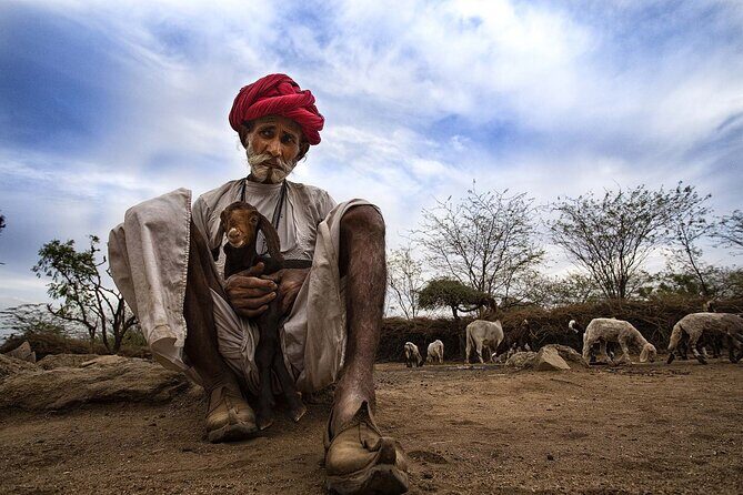Full-Day Bishnoi Village Safari - A Deep Dive into the Bishnoi Village Safari Experience