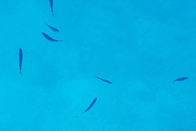 Full Day Boat Tour in Formentera - Directions