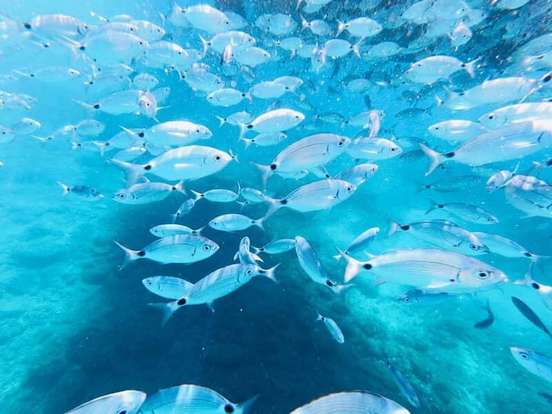 Full-Day Boat Trip, Cave Swim, lunch & Drinks - Medulin/Ceja - Final Thoughts: Who Is This Tour Best For?