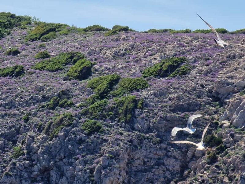 Full day boat-trip Medulin, blue Cave, Cres + dolphin search - Introduction