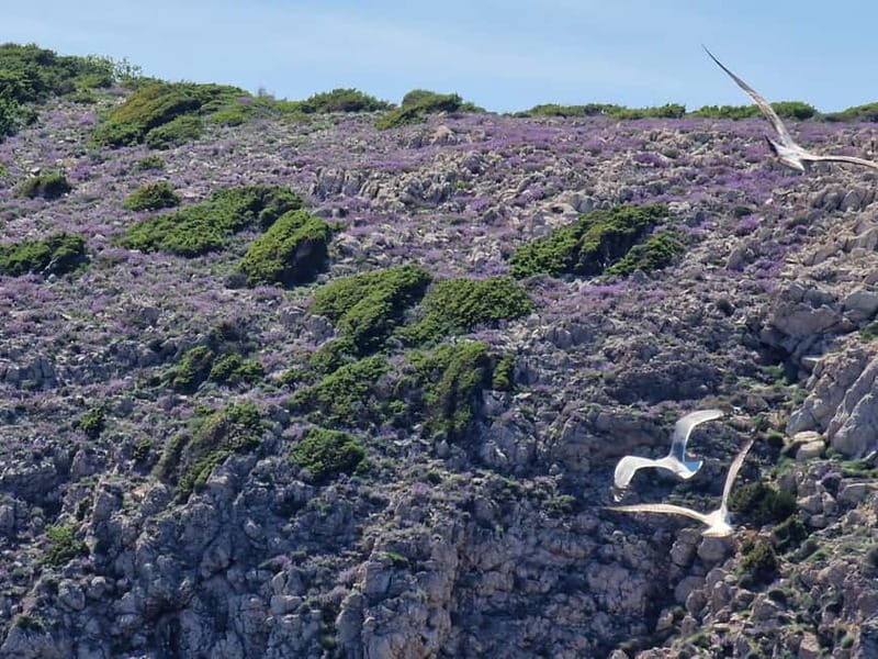 Full day boat-trip Medulin, blue Cave, Cres + dolphin search - The Itinerary in Detail