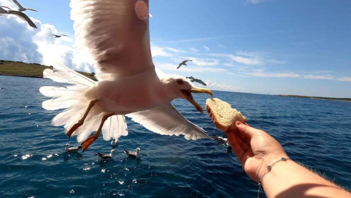 Full day boat-trip Medulin, blue Cave, Cres + dolphin search - Who This Tour Is Best For