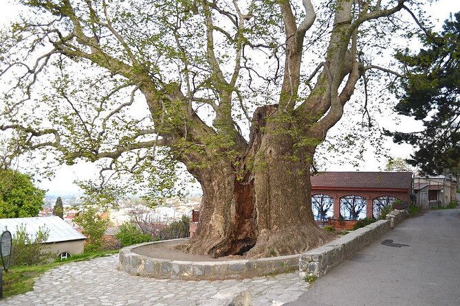 Full Day Bodbe Sighnaghi and Telavi Wine Tasting Tour - Booking Information