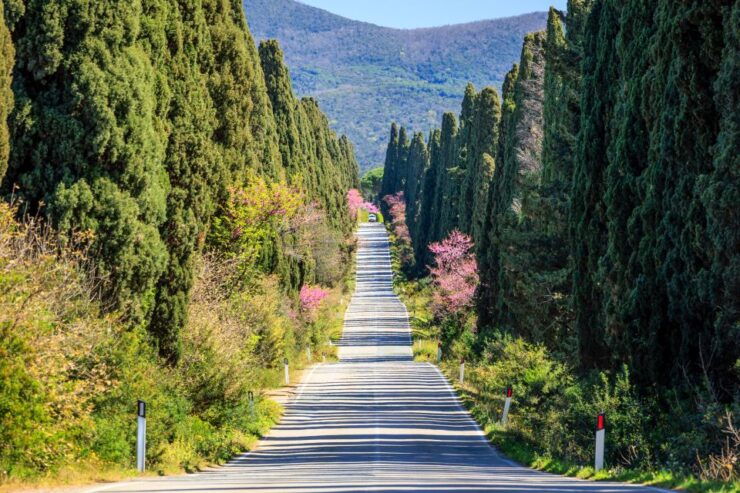 Full Day Bolgheri Tuscan Private Tour From Florence - Tour Details