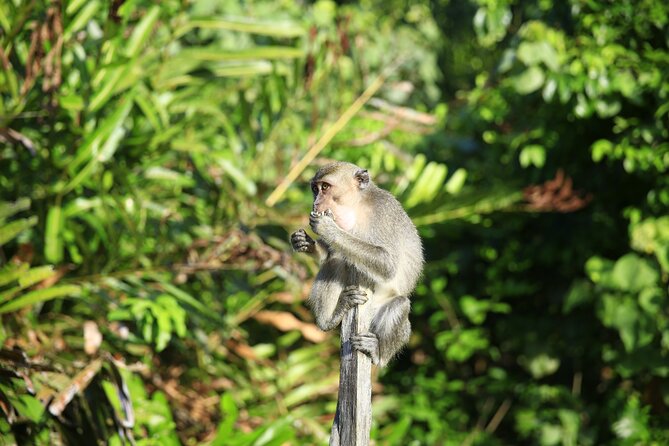 Full Day Bongawan River Cruise With Proboscis Monkey Sightseeing - Onboard Dining Experience