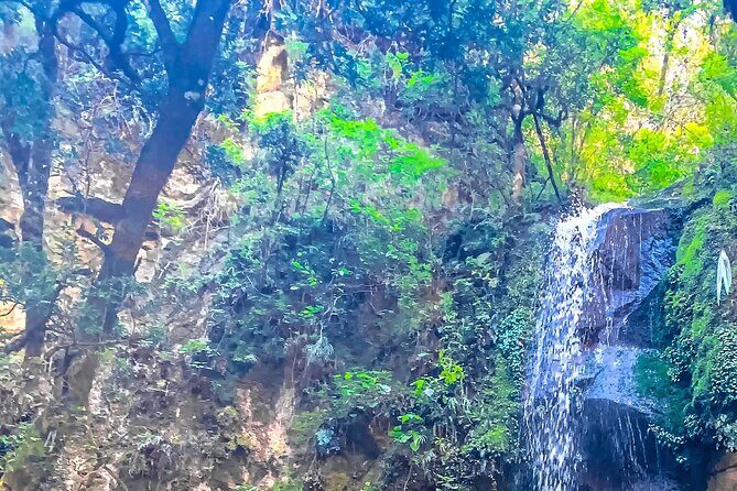 Full Day Bromeliad Forest Tour from Oaxaca - Practical Tips for Booking and Participating