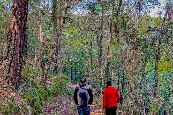 Full Day Bromeliad Forest Tour from Oaxaca - Who Is This Tour Best For?  