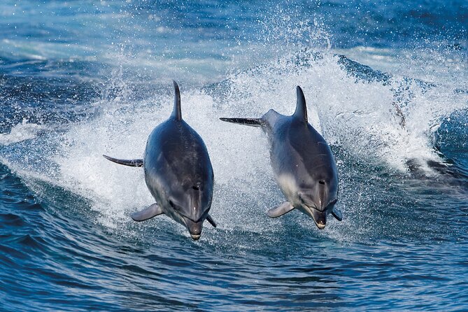 Full-Day Bruny Island Cruises Day Tour From Hobart - Tour Itinerary and Experience