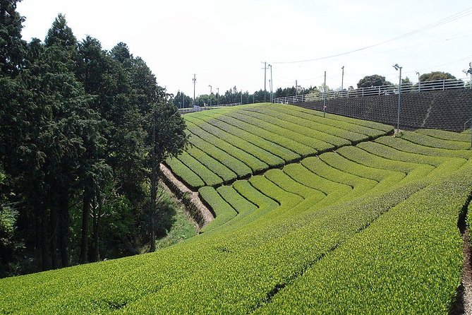 Full-Day Cameron Highlands & Batu Caves Tour From Kuala Lumpur - Good To Know