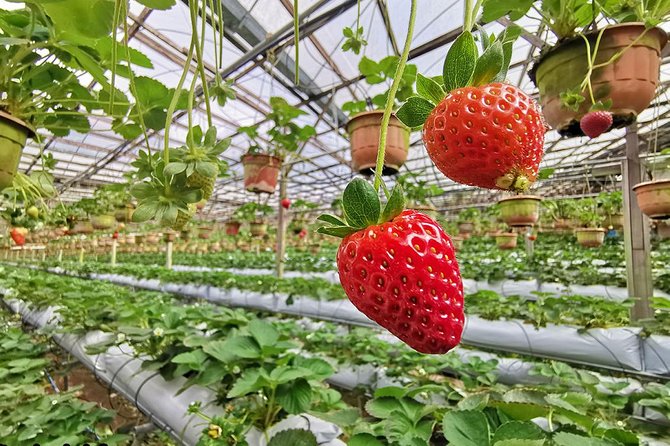 Full-Day Cameron Highlands & Batu Caves Tour From Kuala Lumpur - Customization Options