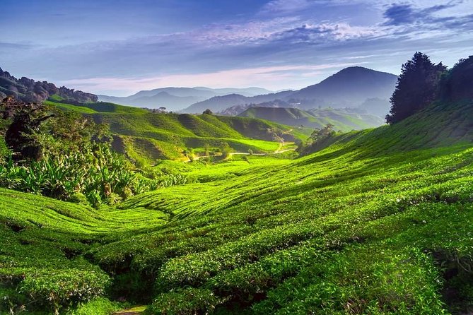Full-Day Cameron Highlands Day Trip From Kuala Lumpur - Inclusions and Exclusions