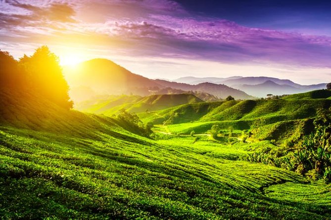 Full-Day Cameron Highlands Day Trip From Kuala Lumpur - Traveler Reviews