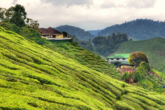 Full-Day Cameron Highlands Day Trip From Kuala Lumpur - Inclusions and Exclusions