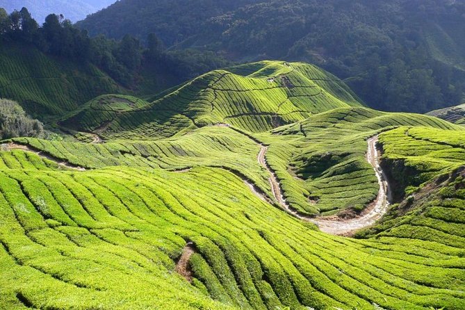 Full Day Cameron Highlands Nature Tour - Meeting and Pickup Information