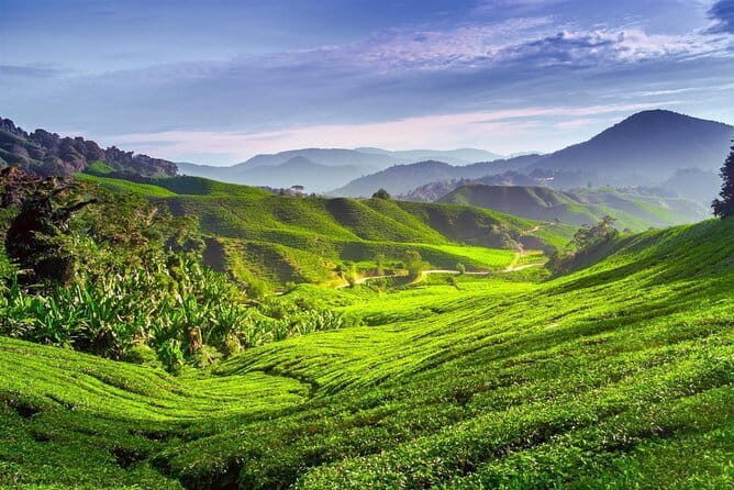 Full-day Cameron Highlands Tour - Full-day Cameron Highlands Tour Review