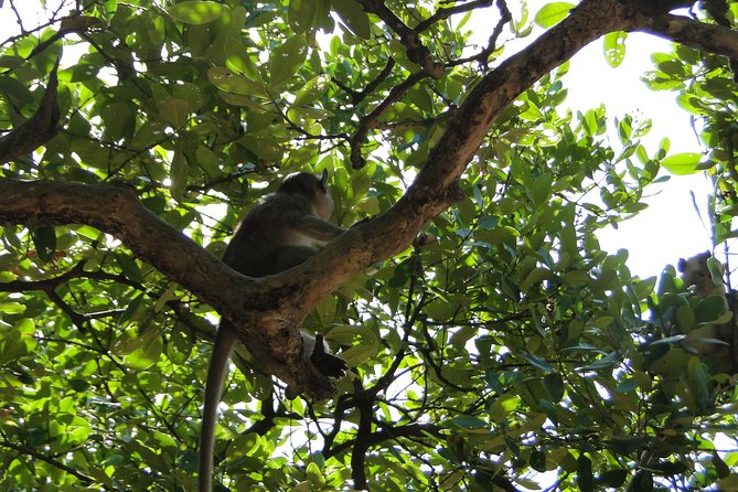 FULL-DAY CAN GIO - MONKEY ISLAND EXCURSION From HO CHI MINH CITY - Tour Activities