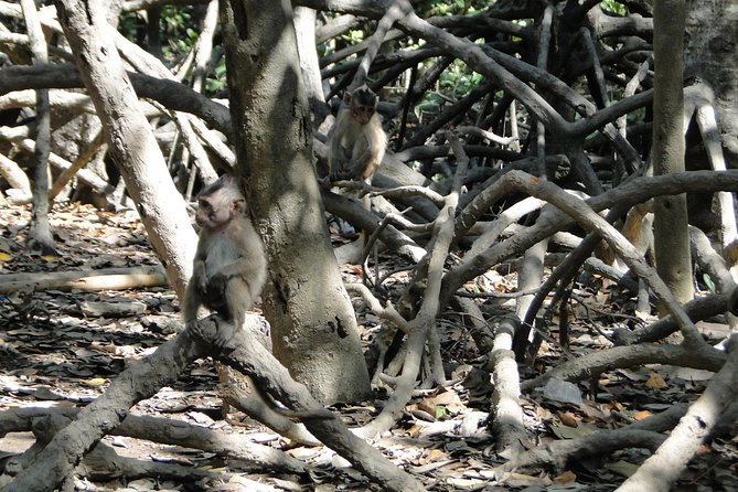 FULL-DAY CAN GIO - MONKEY ISLAND EXCURSION From HO CHI MINH CITY - Boat Ride to Bird Reserve