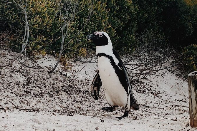 Full Day Cape of Good Hope-Cape Point Group Tour From Cape Town - Accessibility Information