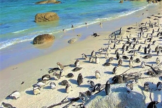 Full Day Cape Peninsula Private Tour in a Comfort Car - Good To Know