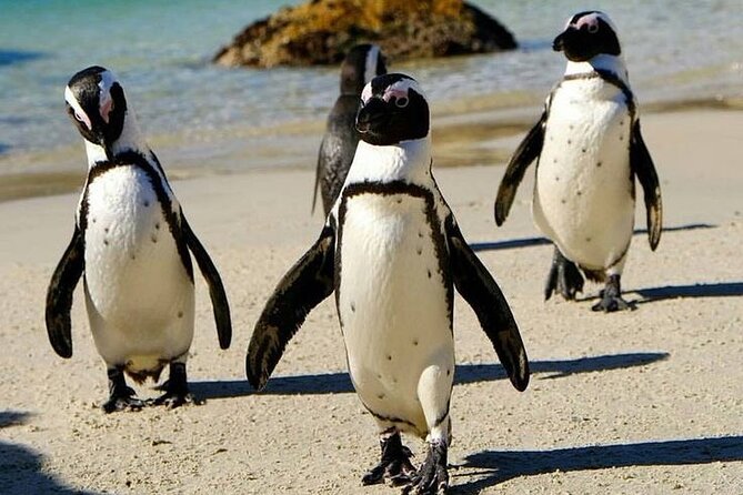 Full Day Cape Peninsula Private Tour in a Comfort Car - Additional Considerations