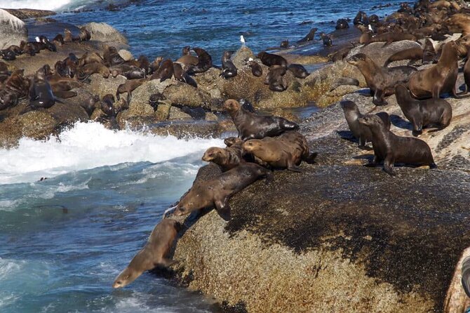 Full Day Cape Peninsula Tour - Traveler Photos and Reviews