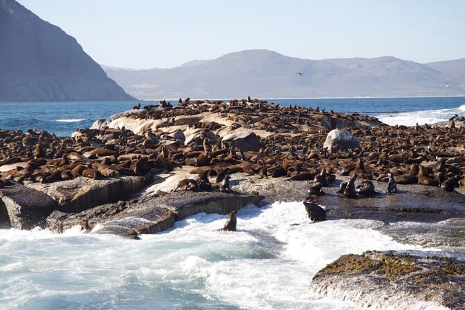 Full Day Cape Peninsula Tour - Collection From Any Address in Cape Town