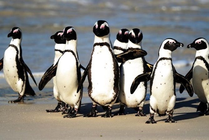 Full Day Cape Peninsula Tour in Private Car - Tour Reviews