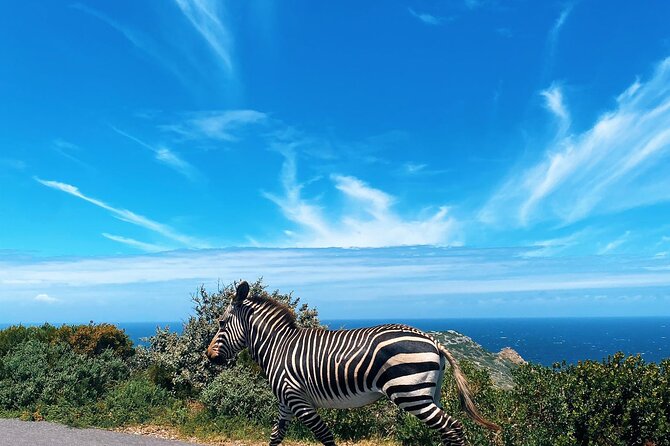 Full Day Cape Peninsula Tour in Private Car - Pricing and Booking