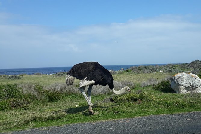 Full Day Cape Peninsula Tour in Private Car - Tour Itinerary