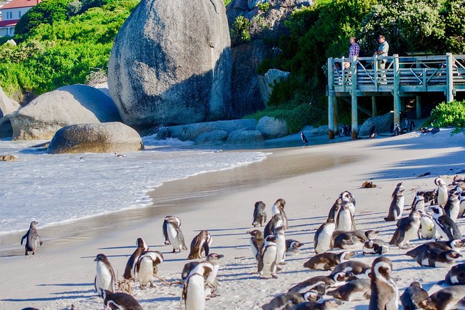 Full Day Cape Point Sightseeing Tour - The Sum Up