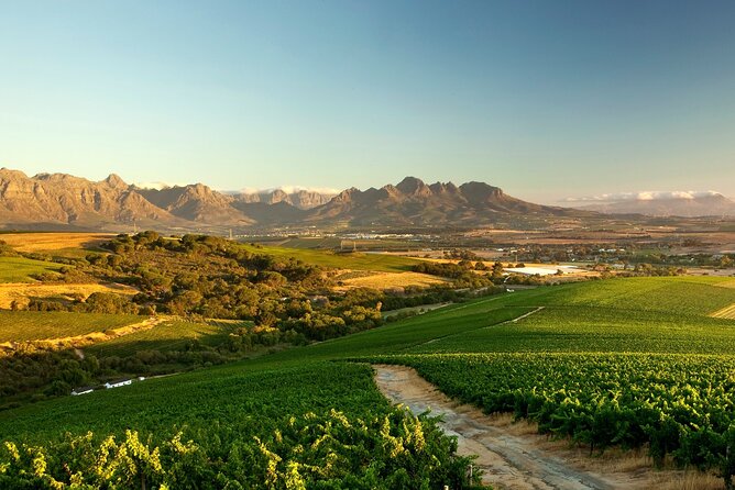 Full-Day Cape Winelands Tour - Wine Tasting at Top-Rated Vineyards