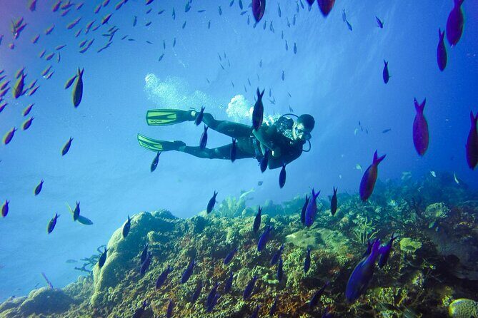 Full Day Catalina Island With Scuba Diving - Final Thoughts: Is This Tour Right for You?