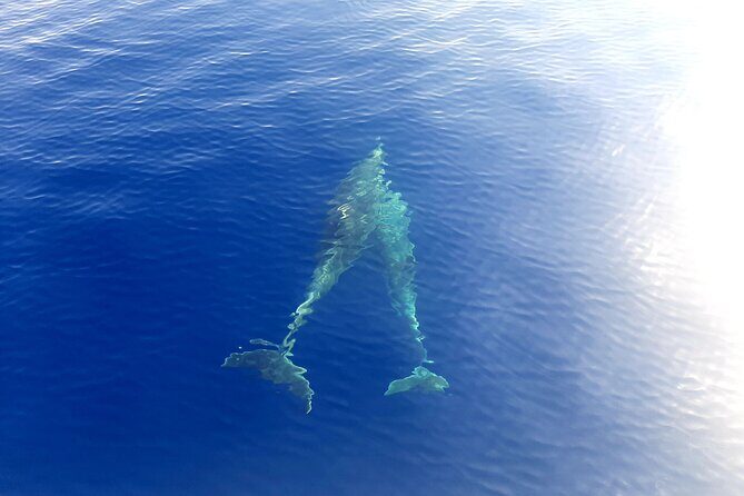 Full day catamaran tour in Alghero - Scenic Highlights: Cliffs, Bays, and Marine Life