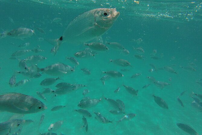 Full day catamaran tour in Alghero - Practical Details & Value