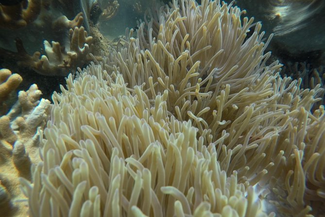Full-Day Cham Islands Cruise From Hoi an With Underwater Walking Excursion - The Sum Up
