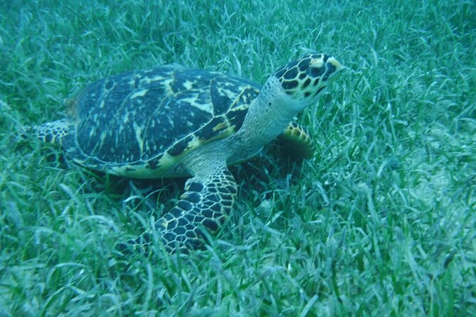 Full Day Charter From Fajardo to Culebra - Booking Information