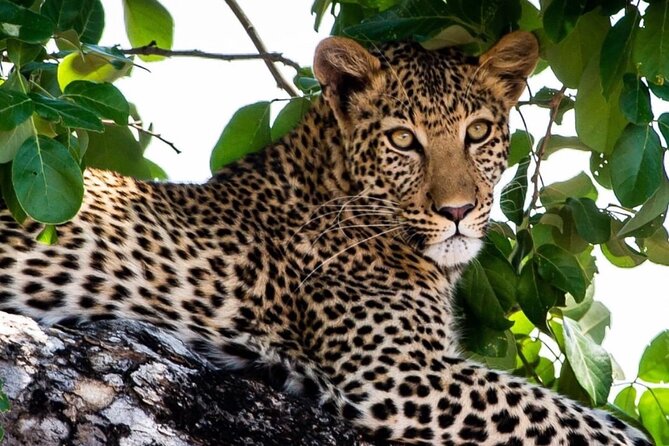 Full Day Chobe Game Drive, Guided Tour of Falls & 15 Mins Helicopter Flight - Booking Details