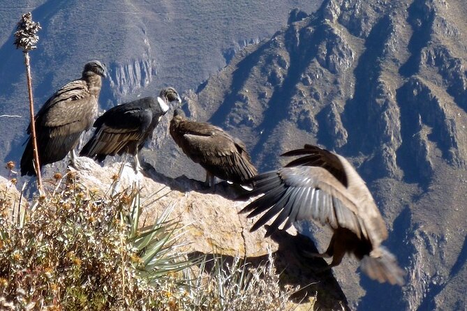 Full Day Colca Canyon With Entrances From Arequipa - Reviews and Pricing