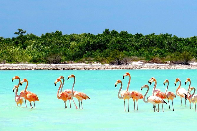 Full-Day Combo Cruise to Isla Holbox and Isla Pasion With Yalahau Cenote  - Cancun - Itinerary Highlights