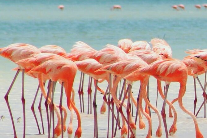 Full-Day Combo Cruise to Isla Holbox and Isla Pasion With Yalahau Cenote  - Cancun - Viator Help Center