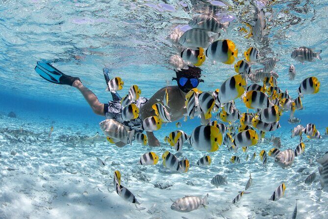 Full Day Combo Snorkeling with Buffet and Bora Bora ATV Tour - Why This Tour Stands Out