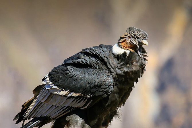 Full Day Condor Viewpoint & Inca Sites Tour - Private Service - Tour Overview and Inclusions